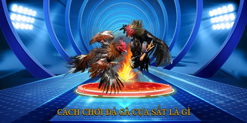 Cách chơi đá gà cựa sắt là gì